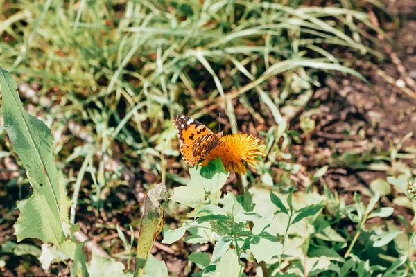 Papillon sur pissenlit jaune — Photo