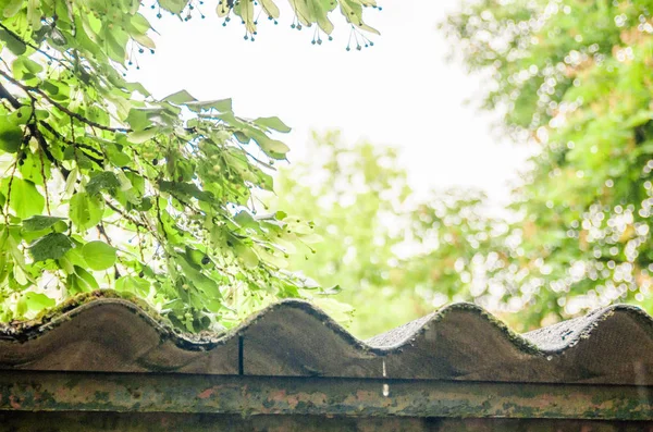 roof with rain drops