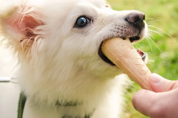 Chien mangeant de la glace — Photo