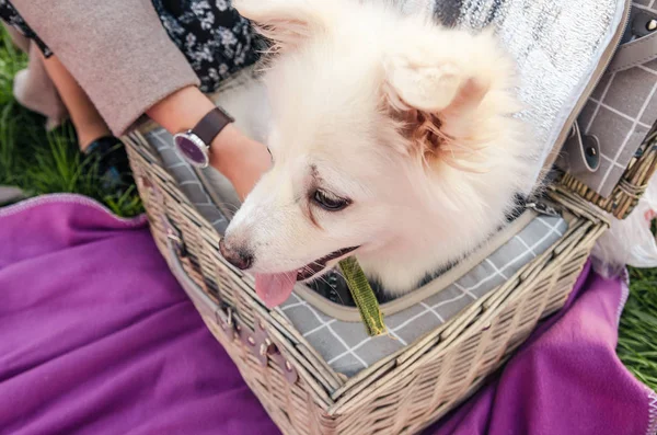 dog in the picnic basket