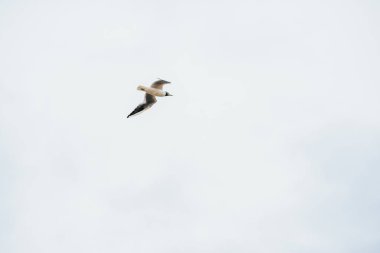 mavi gökyüzü ve uçan martılar