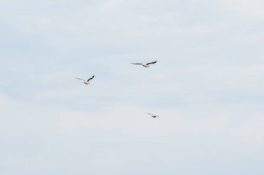 mavi gökyüzü ve uçan martılar