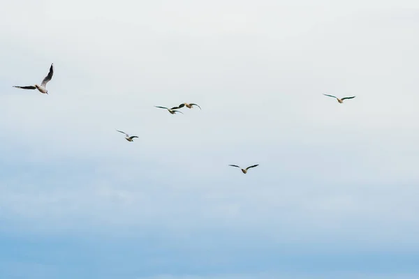 Blue sky and flying seagulls — Stock Photo, Image