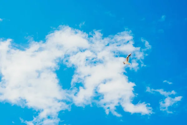 Blue sky and flying stork — Stock Photo, Image