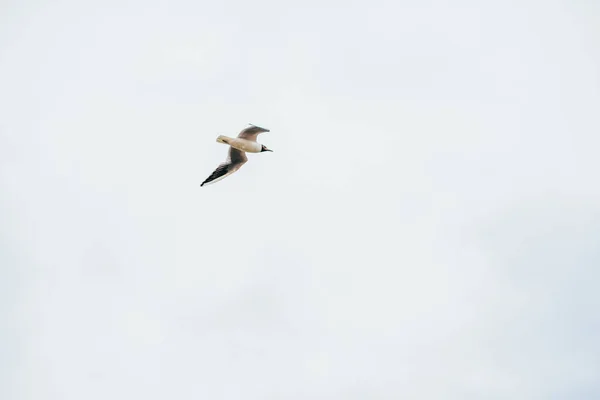 Голубое небо и летающие чайки — стоковое фото