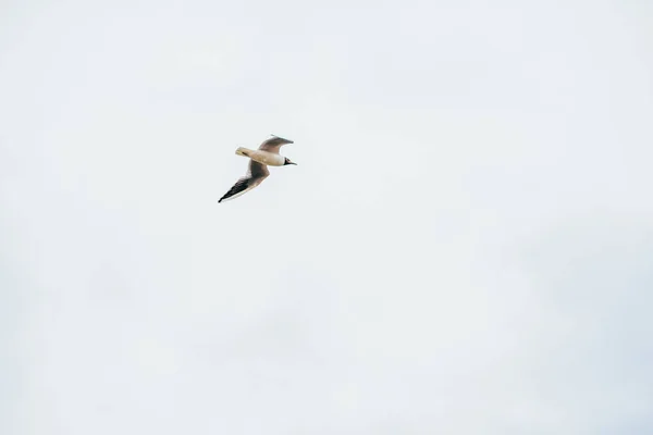 Blue sky and flying seagulls — Stock Photo, Image