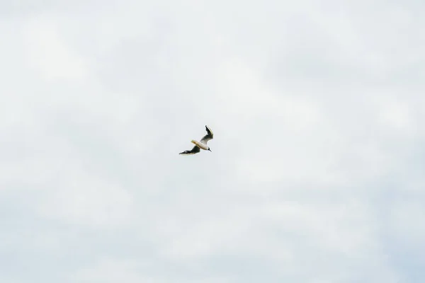 Блакитне небо і літаючі чайки — стокове фото