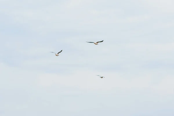 Блакитне небо і літаючі чайки — стокове фото