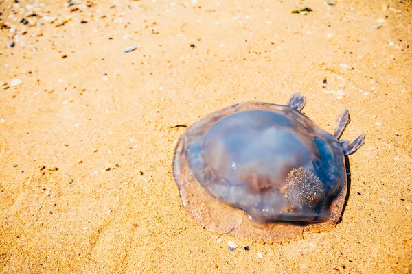 Medusas na praia de areia — Fotografia de Stock