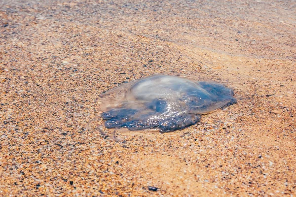 Rhopilema nomadica jellyfis morto — Fotografia de Stock