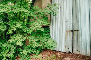 Ormanda terk edilmiş bir ev.