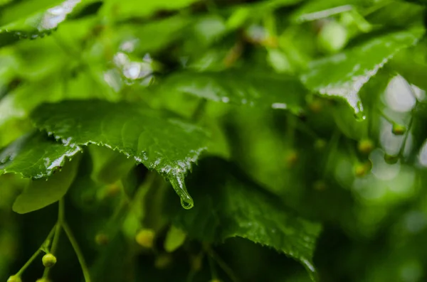 Green leaves with raindrops — Stock Photo, Image
