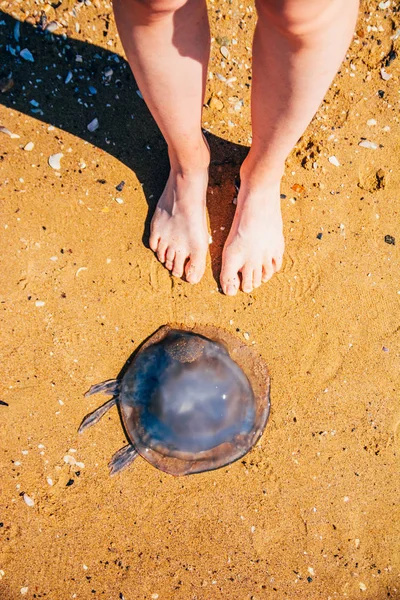 Rhopilema rhopilema jellyfihsh — Fotografia de Stock