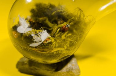 ampul terarrium bitki