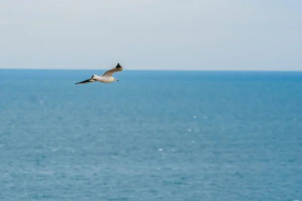 Blue sky and flying stork — Stock Photo, Image