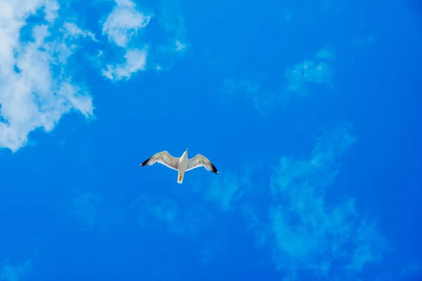 Repül a gólya a kék ég — Stock Fotó