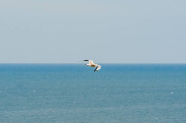 Leylek mavi gökyüzü uçan