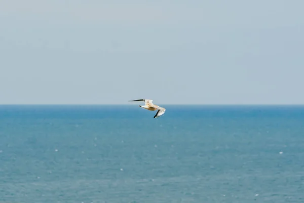 Летящий аист на голубом небе — стоковое фото