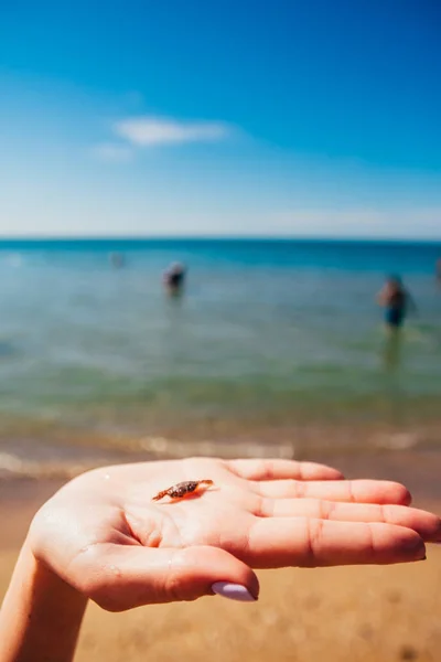 Pequeño cangrejo lindo en la mano — Foto de Stock