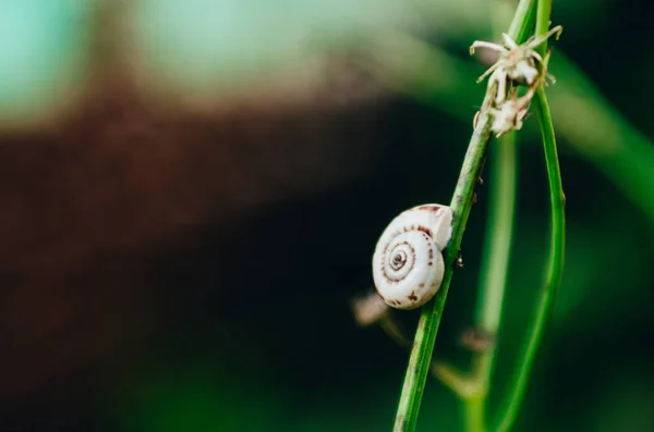 Caracol em uma lâmina de grama — Fotografia de Stock