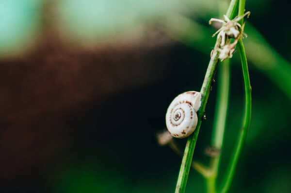 snail on a blade of grass
