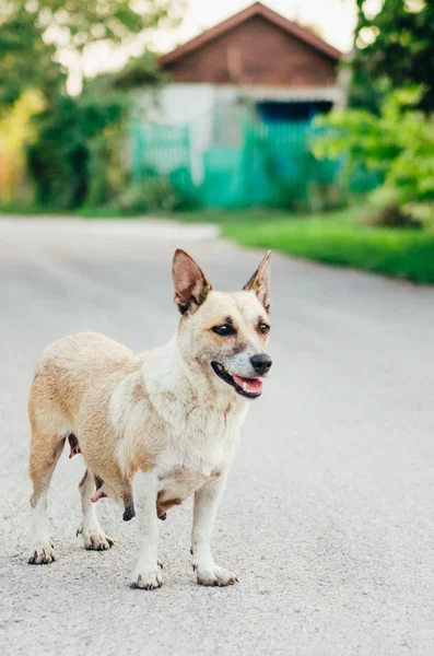 Vue rapprochée d'un chien — Photo