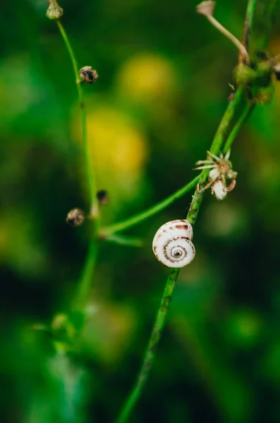 Caracol en una hoja de hierba — Foto de Stock