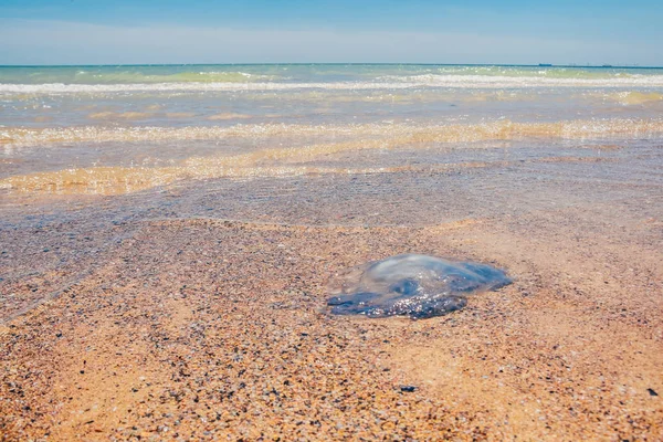 Rhopilema nomadica jellyfis morto — Fotografia de Stock