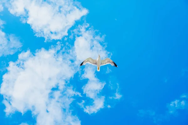 Flying stork on blue sky — Stock Photo, Image