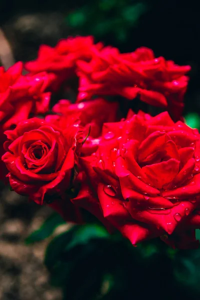 Rosas rojas de cerca — Foto de Stock