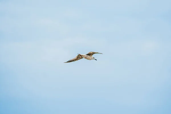 Blauer Himmel und fliegender Storch — Stockfoto