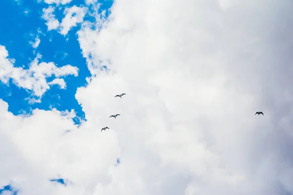 Blue sky and flying stork — Stock Photo, Image