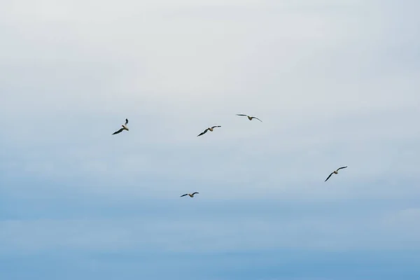 Kék ég és repülő gólya — Stock Fotó