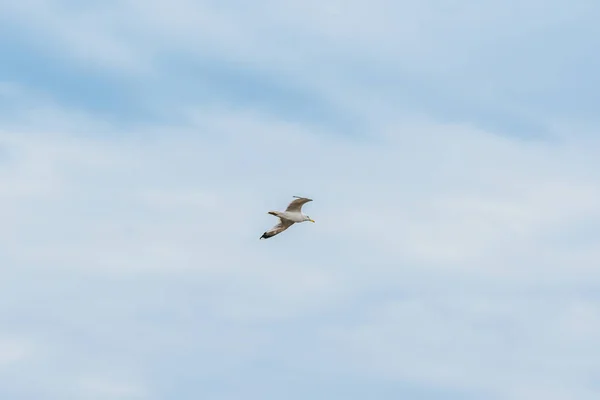 Céu azul e cegonha voadora — Fotografia de Stock
