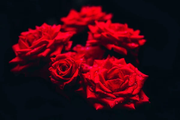 Red rosses isolated on black background — 图库照片