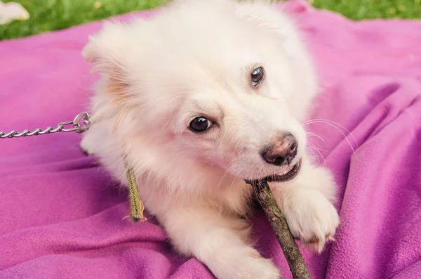 Chien jouant avec la branche — Photo