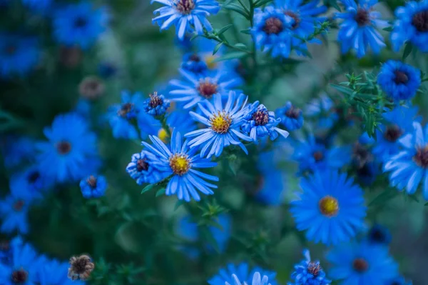 Blauwe bloemen achtergrond — Stockfoto