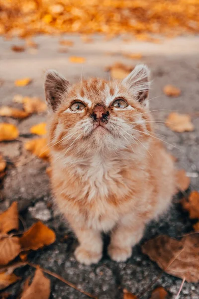 Gattino arancione su sfondo autunnale — Foto Stock