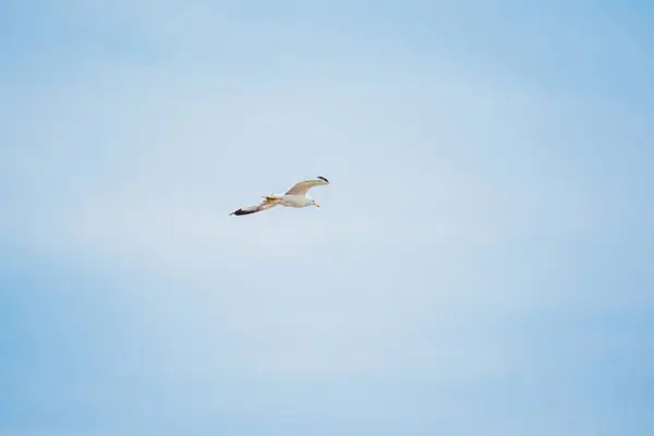 Céu azul e cegonha voadora — Fotografia de Stock