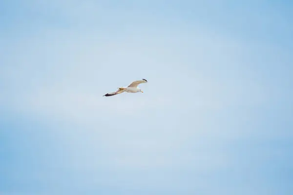 Blue sky and flying stork — Stock Photo, Image