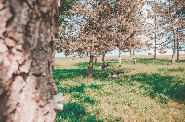 Pasto de cabra no campo — Fotografia de Stock