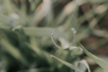 Çimenlere yağmur damlaları