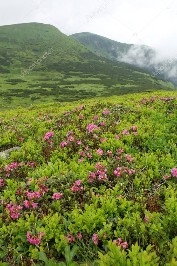 Flowes in the mountains. Beautiful natural landscape