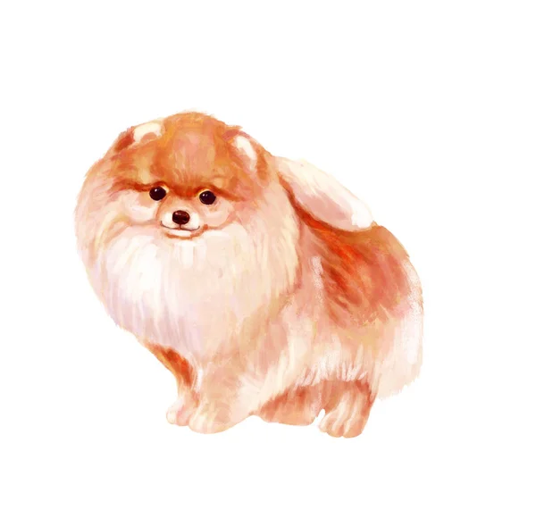 Bir pomeranian sanatsal çiziminin. Dijital sanat