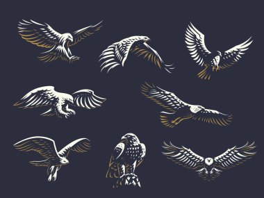 Set of vector eagles.  clipart