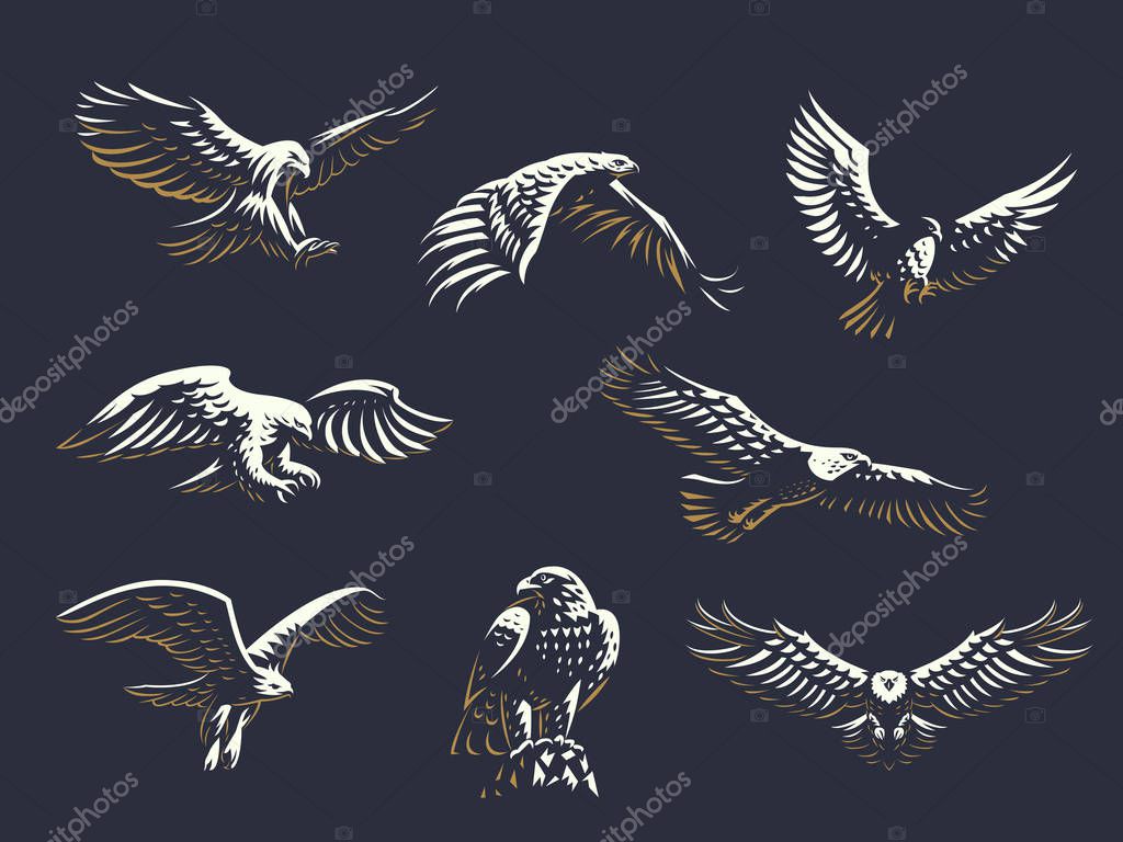 Set of vector birds. Eagles and hawks.