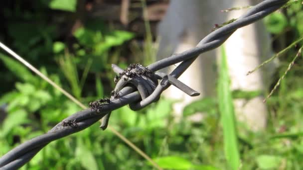 Formigas Forrageiras Insetos Natureza — Vídeo de Stock