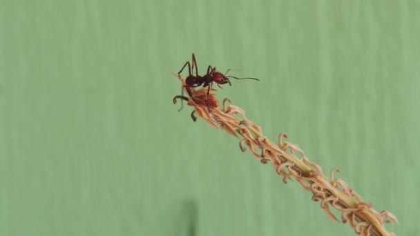 Ant Insekter Myra Makrot Blad — Stockvideo