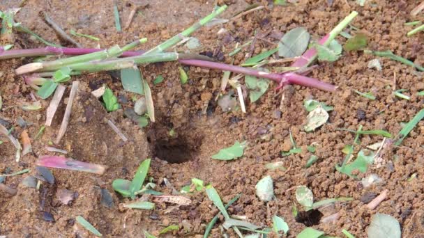 Hormigas Forrajeras Insectos Insectos Colombia — Vídeo de stock