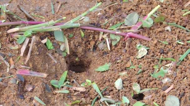 Ant Halvöknar Insekter Buggar Colombia — Stockvideo